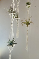 Patchwork Presents Macrame Air Plant Hanger Craft Workshop