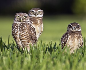 Profs & Pints DC: Owl Wisdom