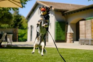 Wag, Wine & Dine: A Culinary Adventure for Pups and their People at The Meritage Resort and Spa