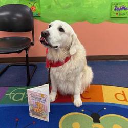 Adventures with Therapy Dog Seamus