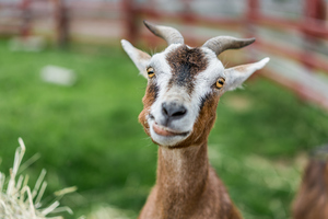 Sweet Land Farm: Goat Farm Tour