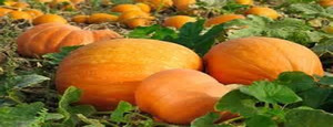 Oktoberfest on the Mashpee Commons Village Green - Saturday 10/1!
