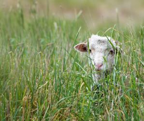 Sheep at Vale Cemetery