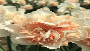 Spring Bulb Sale at Armstrong-Kelley Park