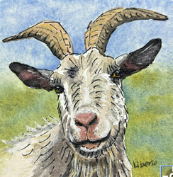 Horses, Burros & Barnyard Animals in Watercolor and Ink