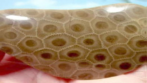 Central Michigan Gem, Mineral, Fossil, Lapidary and Jewelry Show