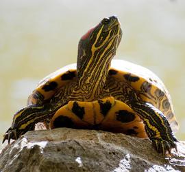 The Wetlands Institute Presents: Living Fossils of the Ocean