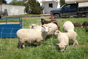Rotational Grazing Workshop at Carnation Farms