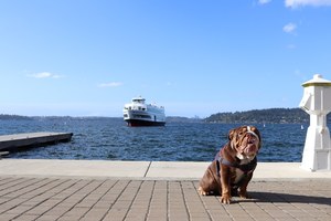 Three Little Pitties Dog Adoption Event at dock & drink