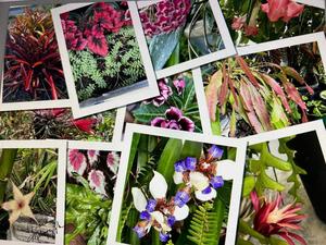 The Rare Plant Network Plant Sale, Saturday, June 6, 9AM-1PM