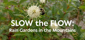 Slow the Flow: Rain Gardens in the Mountains