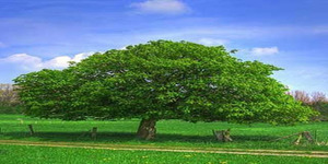Bringing Back the American Chestnut
