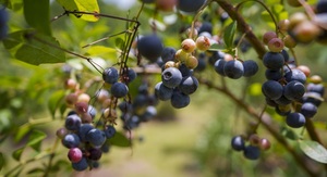 Teggun Croft 2nd Annual Blueberry Festival
