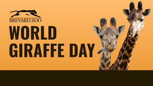 World Giraffe Day at Brevard Zoo