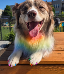 The Wag Pride