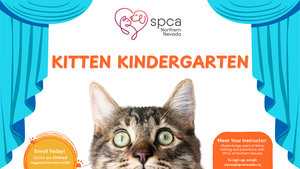SPCA-NN's Kitten Kindergarten! Week 1: Development and Behavior Basics