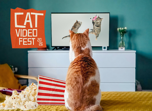CatVideoFest 2026