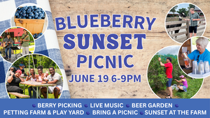Sunset Blueberry Picnic at Blooms and Berries