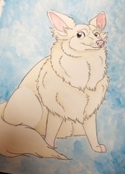 Stylized Pet Portraits