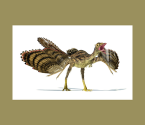 Dinosaurs, Feathers, and Birds