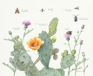 Beyond the Petal: Texas Native Plants and Their Pollinators