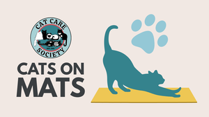 Cats on Mats: Shelter Yoga at Cat Care Society