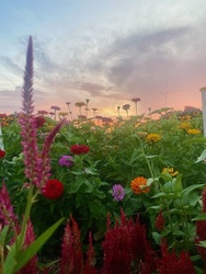 You-Pick Flower Garden