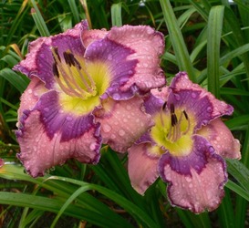 Open Garden June 27 & 28