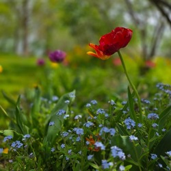 The Mayor’s Garden: History of the Ten Broeck Mansion Gardens & Workers