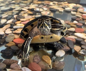Animal Ambassador Meet n' Greet