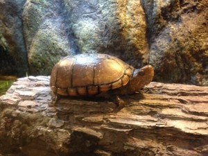 Animal Ambassador Meet n' Greet