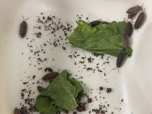 Creepy Crawly Bug Hunt