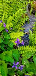 SECRETS OF THE FOREST & SUMMER TREE ID - POWWW  ( Protect Our Wetlands Water and Woods)