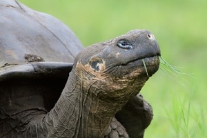 The Galapagos Islands an Evolutionary Laboratory