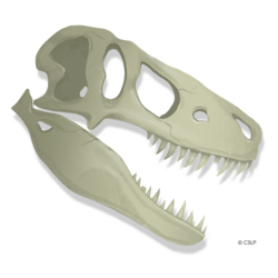 Digging Bones