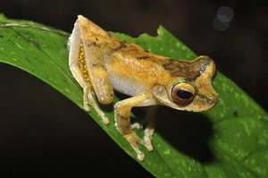 Frogs, Bugs, and Animals (Ages 5 & Up)