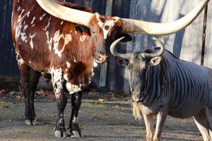 Grazing with the Greats