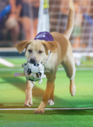 Pup Cup at Liberty Science Center's Summer of Soccer & Science