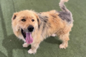 Waived Adoption Fees for Pets at Arizona Animal Welfare League