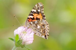 Butterfly Talk and Walk with Butterfly Ridge