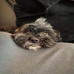 Trivia Night for Saint Louis Senior Dog Project!!