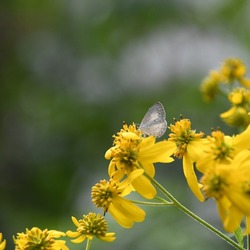 Pennsylvania Native Plant Discovery Walk - Trexler Nature Preserve: Environmental Education Center