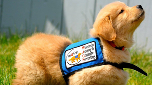 From Puppy to Purpose: Learn How to Become a Volunteer Trainer for WAGS