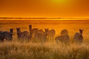 Bill Scull Presents “Wild Wonders” Exhibition at Gallery 9 Los Altos