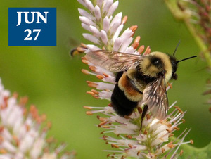 Bumble Bees Talk at Pope Farm Conservancy