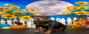 Fetch Portraits Halloween Pet Portrait Pop-up