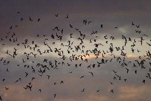 Bat Walk at Agua Caliente Park
