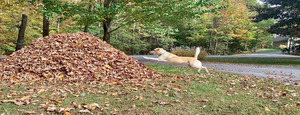 Reclaim the Leaf Pile | #ReclaimTheLeafPile with Wondercide