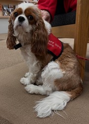 Read with a Therapy Dog