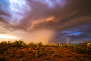 Nature Stories: Desert Rain